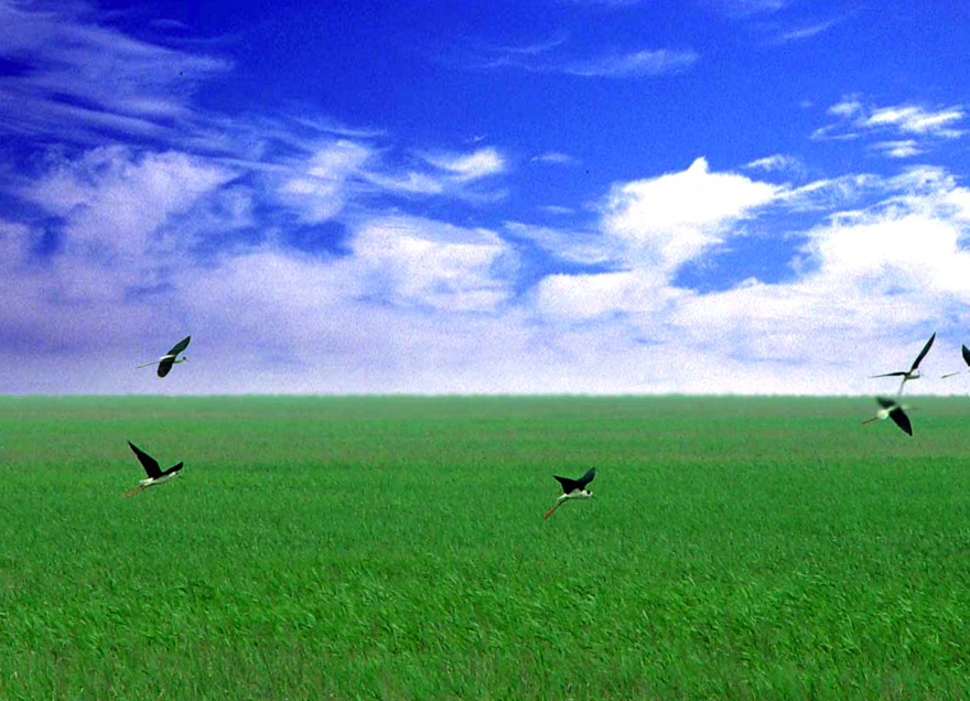 蓝天下的湿地.jpg 蓝天下的湿地.jpg