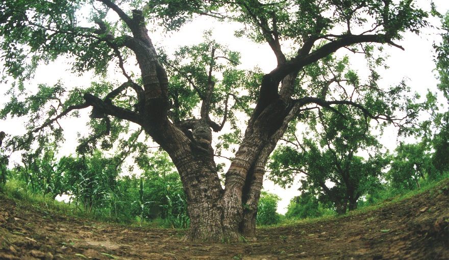 嫡祖风骨(王少华摄).jpg 嫡祖风骨(王少华摄).jpg
